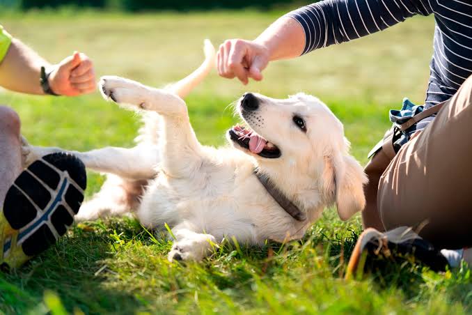 People and Pets